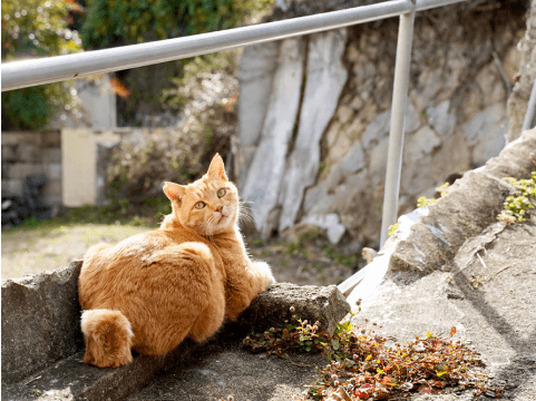 猫の細道